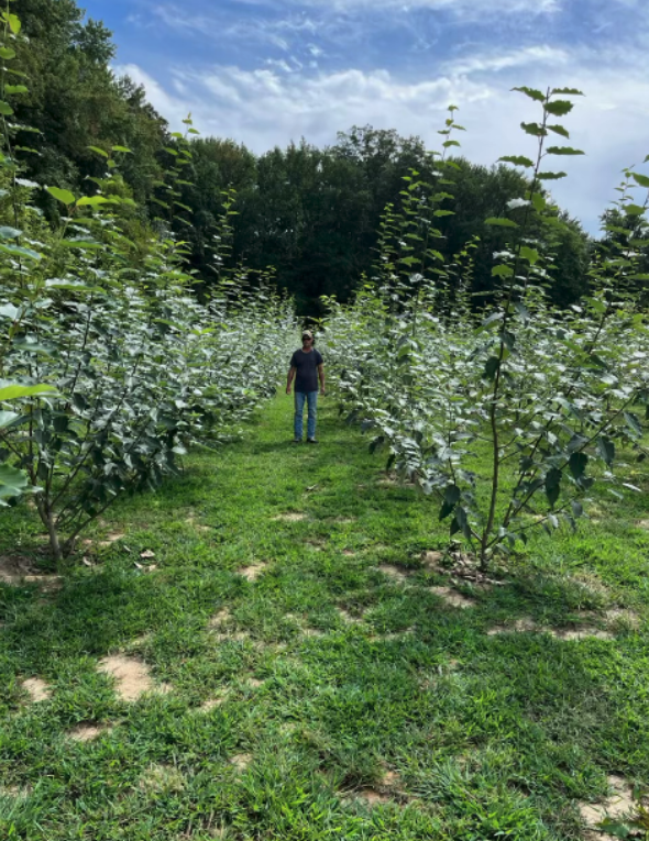 800x800 14 feet tall in 6 months from cuttings