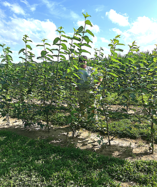 800x800 9 feet tall in 5 months from cuttings