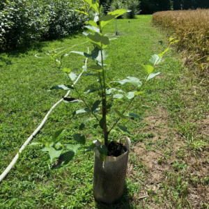 A single potted Herzog Tree