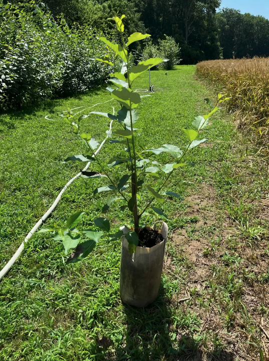 A single potted Herzog Tree