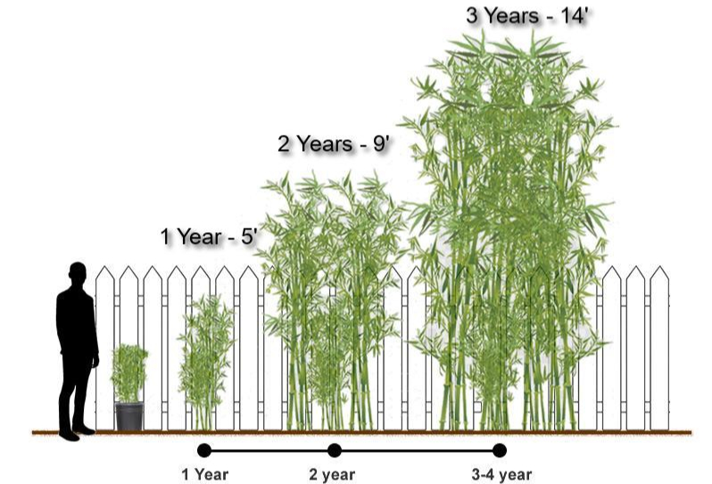 bamboo growth chart