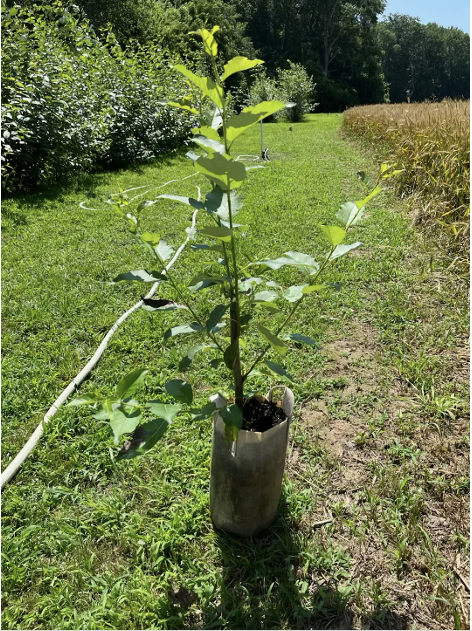 800x800 A single potted Herzog Tree