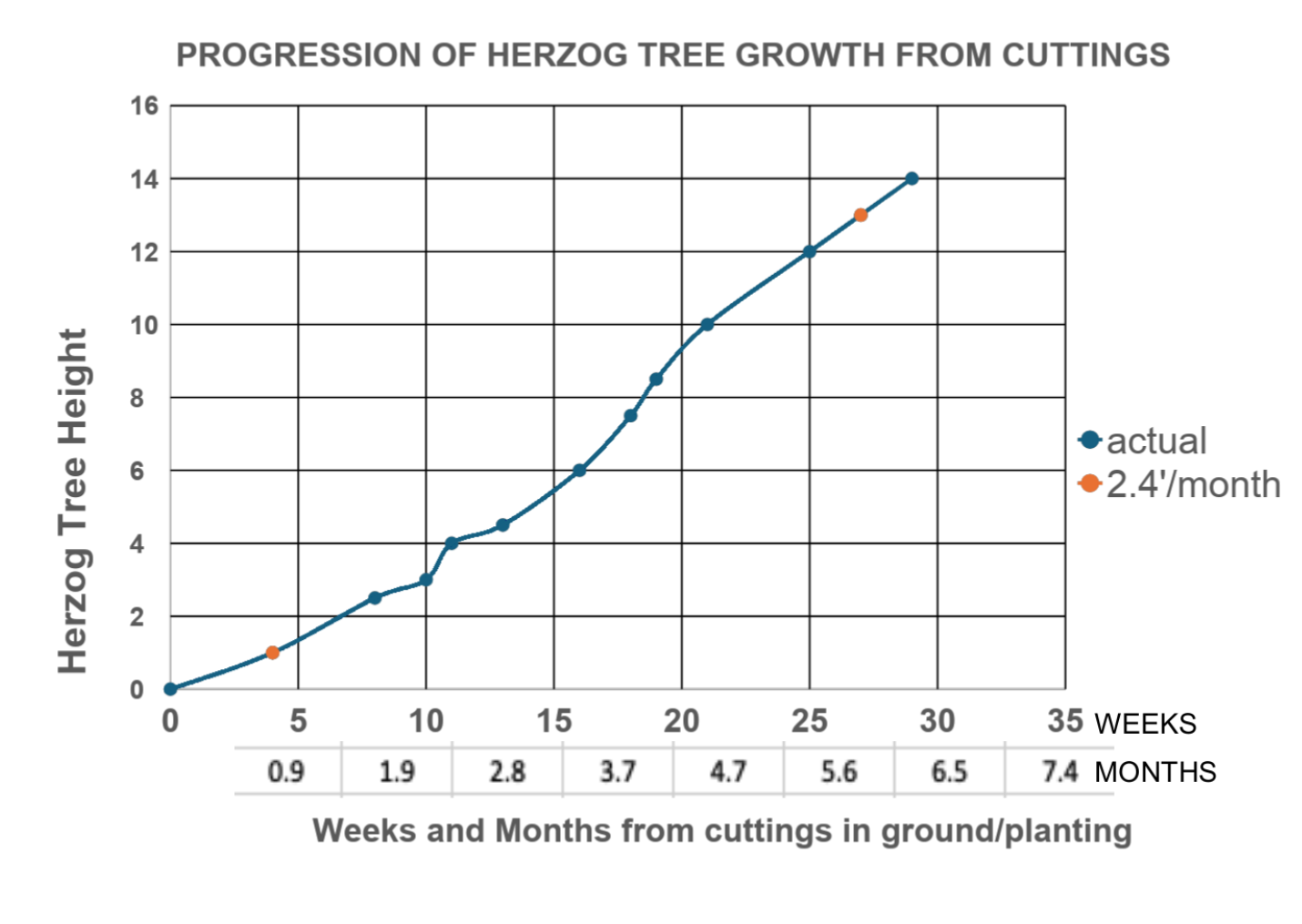 progression of herzog trees growth