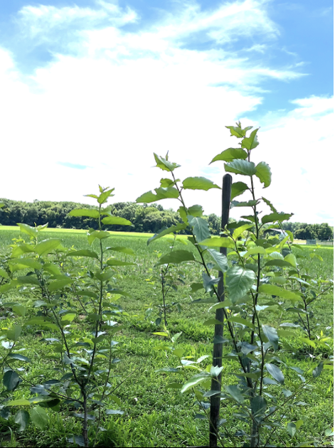 800x800 5 foot of growth in 3 months for Herzog Trees