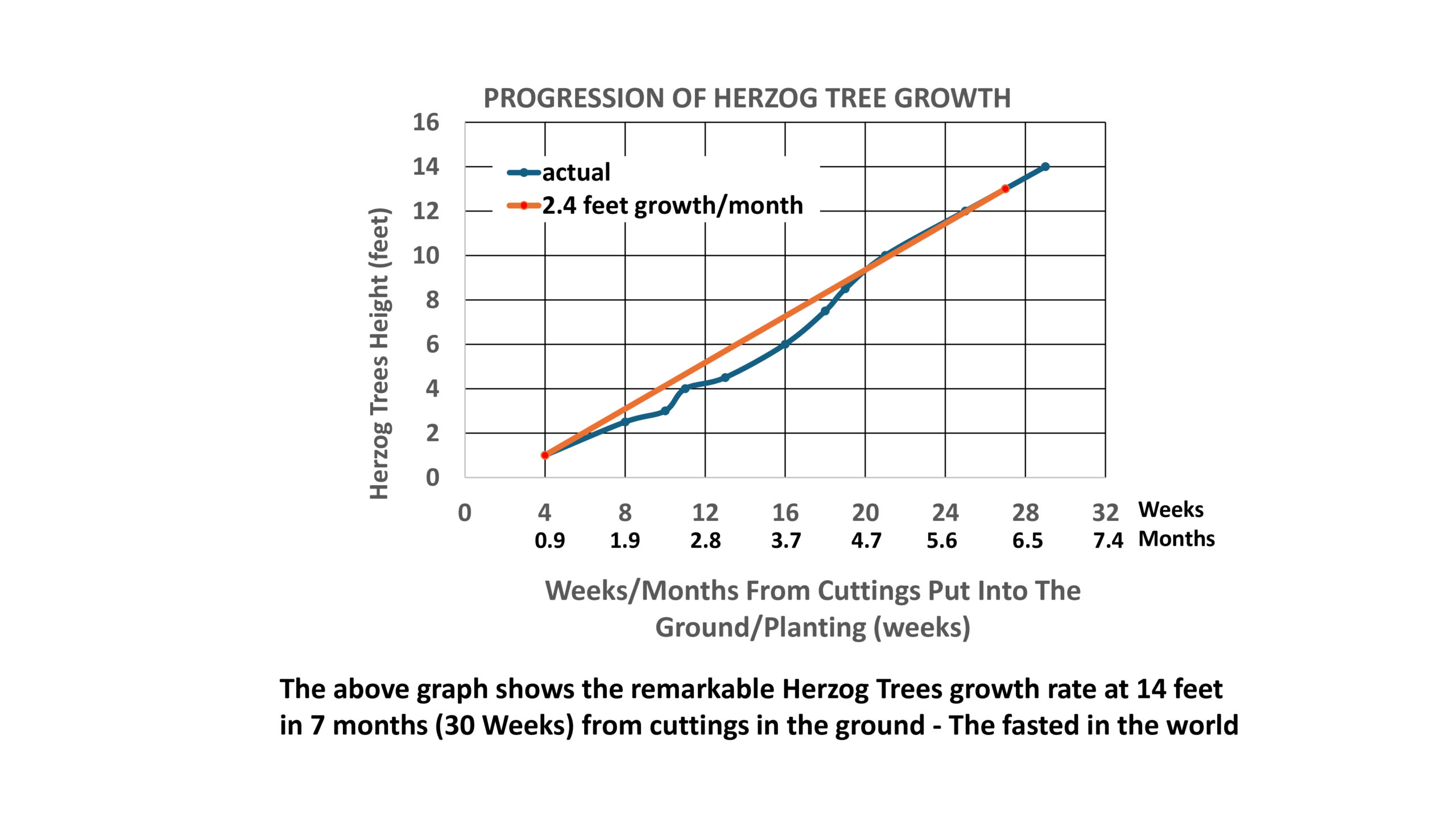 progression of herzog trees growth